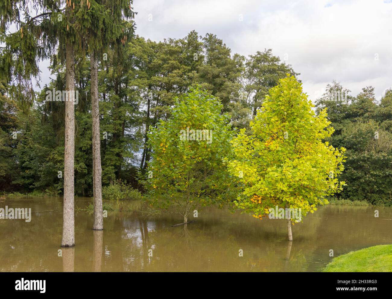 Liquidmbar (Liquidambar styraciflua) et d'autres arbres se trouvant dans la Mole inondée de la rivière à Painshill Park, Cobham, Surrey, sud-est de l'Angleterre en automne Banque D'Images