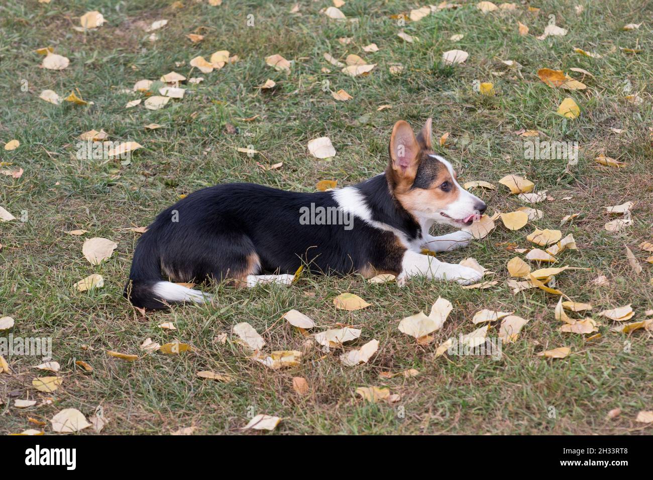 Cardigan le chiot de corgi gallois est couché sur une herbe verte dans le parc d'automne.Animaux de compagnie.Chien de race. Banque D'Images