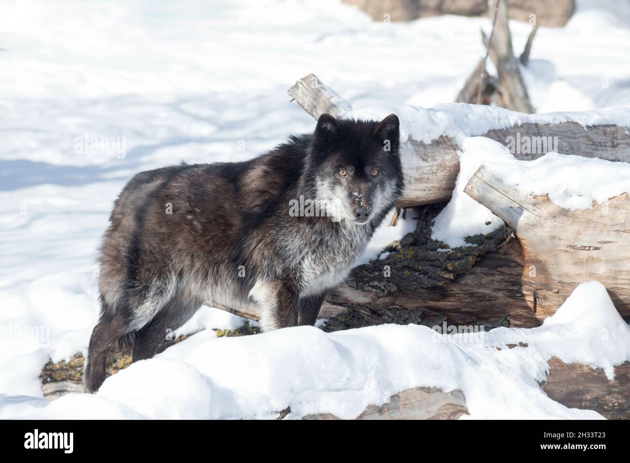 Le loup canadien noir en colère regarde la caméra. Canis lupus pambasileus. Animaux dans la faune. Banque D'Images