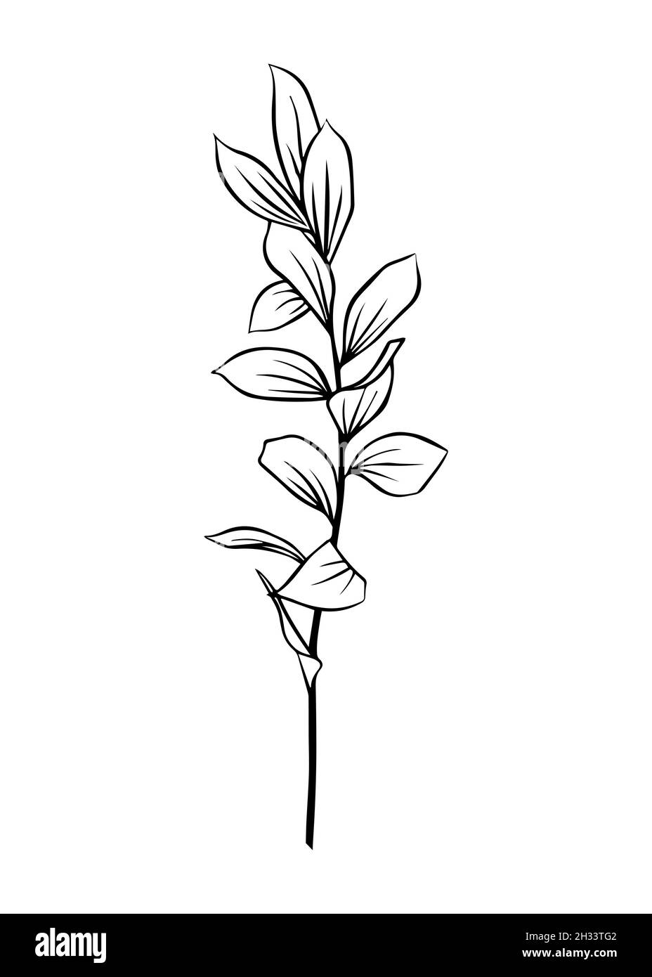 Contours de feuilles de Ruscus.Clipart vecteur isolé.Motif botanique monochrome dessiné à la main minimal. Illustration de Vecteur Contours de feuilles de Ruscus.Clipart vecteur isolé.Motif botanique monochrome dessiné à la main minimal. Illustration de Vecteur