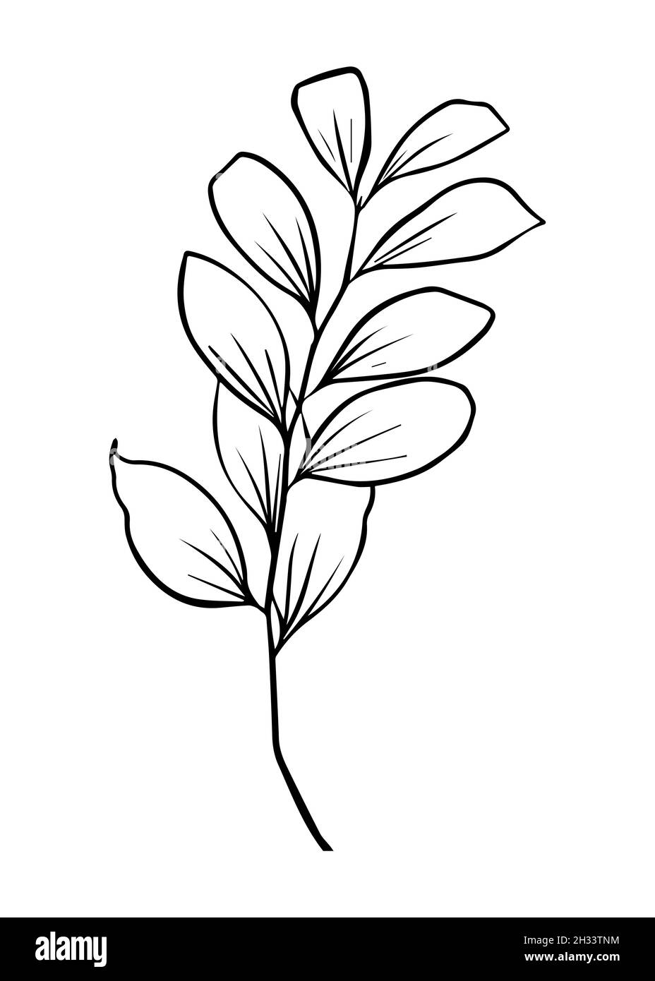 Contours de feuilles de Ruscus.Clipart vecteur isolé.Motif botanique monochrome dessiné à la main minimal. Illustration de Vecteur Contours de feuilles de Ruscus.Clipart vecteur isolé.Motif botanique monochrome dessiné à la main minimal. Illustration de Vecteur