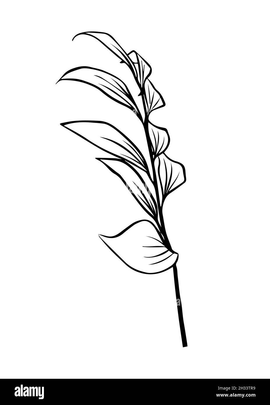 Contours de feuilles de Ruscus.Clipart vecteur isolé.Motif botanique monochrome dessiné à la main minimal. Illustration de Vecteur Contours de feuilles de Ruscus.Clipart vecteur isolé.Motif botanique monochrome dessiné à la main minimal. Illustration de Vecteur