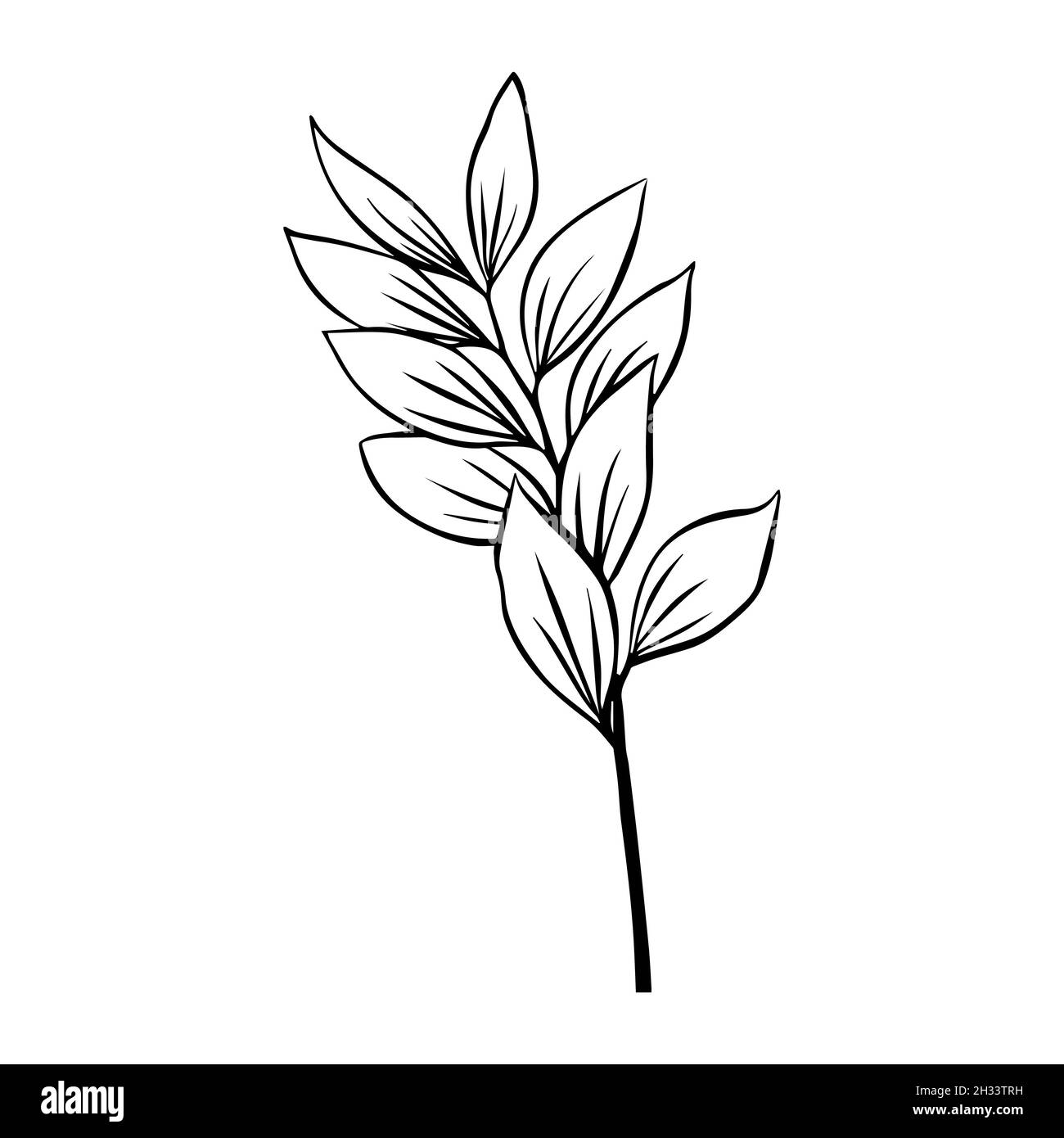 Contours de feuilles de Ruscus.Clipart vecteur isolé.Motif botanique monochrome dessiné à la main minimal. Illustration de Vecteur Contours de feuilles de Ruscus.Clipart vecteur isolé.Motif botanique monochrome dessiné à la main minimal. Illustration de Vecteur