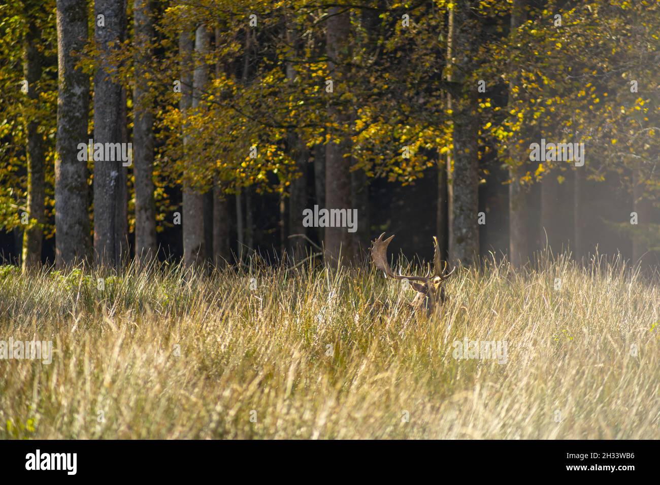 Cerf caché dans l'herbe haute en face d'une forêt. Banque D'Images