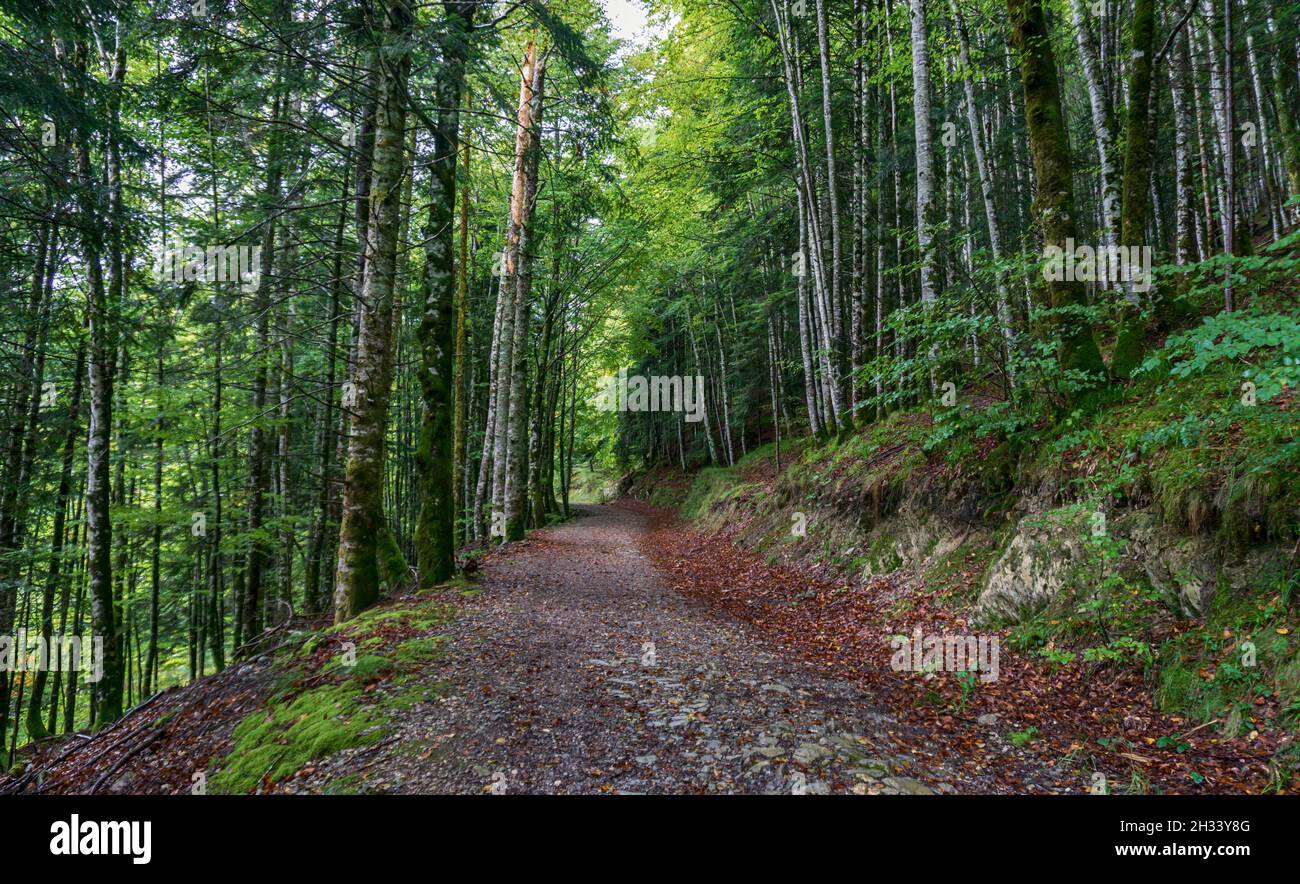 Paysage de forêt d'automne incroyable.Forêt d'Irati à Navarre.Espagne Banque D'Images