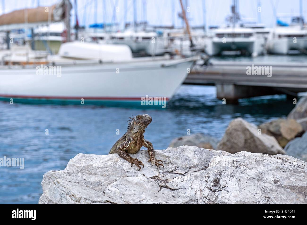 Iguana vert commun / iguana américain à la marina / port de Marigot, ville captitale de la partie française de l'île de Saint Martin dans la mer des Caraïbes Banque D'Images