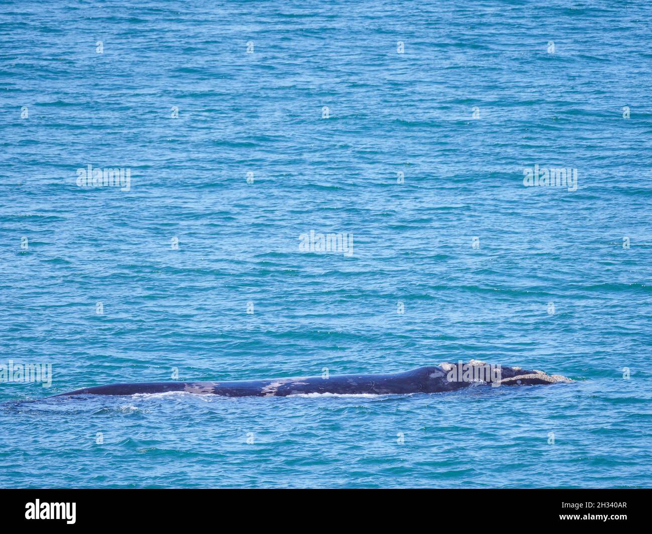 Baleine noire du sud (Eubalaena australis). Hermanus. Côte des baleines. Overberg. WESTERN Cape. Afrique du Sud Banque D'Images