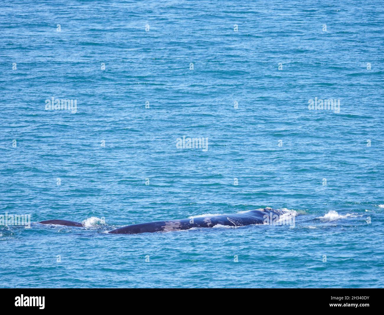 Baleine noire du sud (Eubalaena australis). Hermanus. Côte des baleines. Overberg. WESTERN Cape. Afrique du Sud Banque D'Images