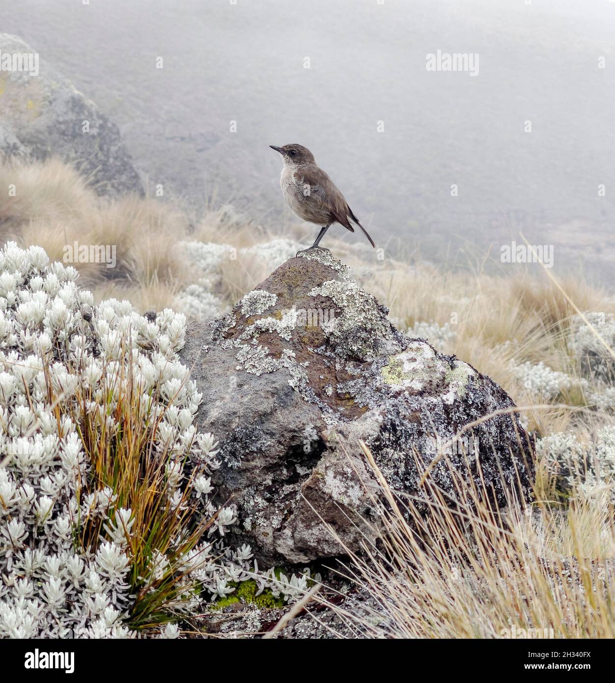 Chat de moorland ou Pinarochroma sordida également connu comme chat alpin Vous pouvez aussi discuter en montagne en vous reposant sur une fusillade au Kilimandjaro National Stationner sur une altitude de 4 000 m cca Banque D'Images