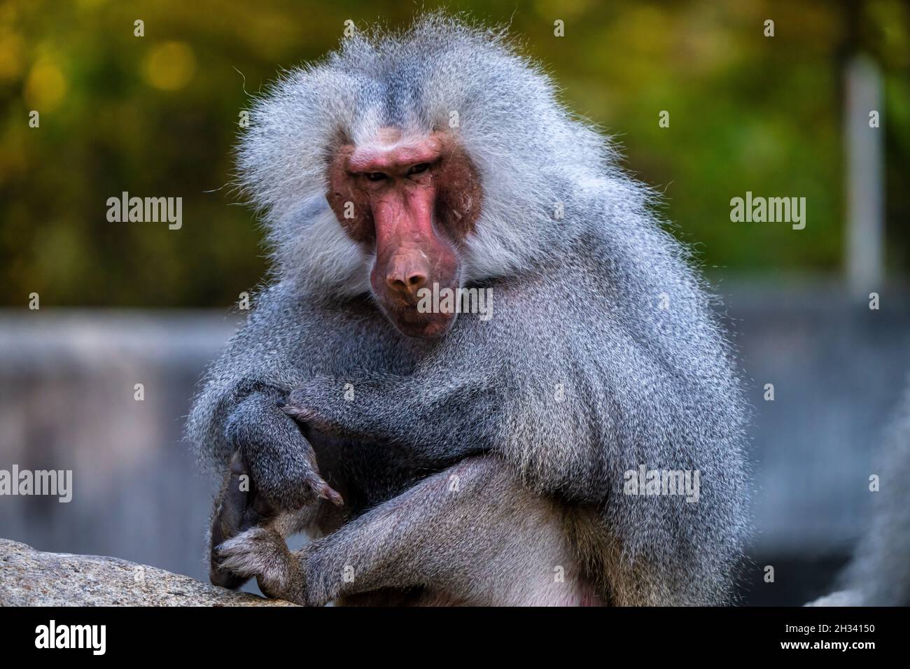 Le babouin hamadryas Papio hamadryas, est une espèce de babouin, étant originaire de la Corne de l'Afrique et l'extrémité sud-ouest de la péninsule arabique. Banque D'Images