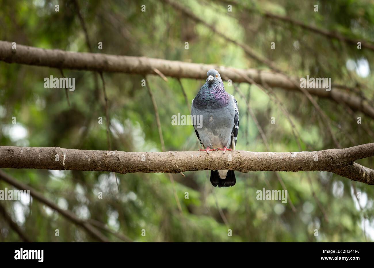 Pigeon bleu sur la branche de l'épicéa et regardant droit devant.Beauté de la nature.Copier l'espace pour le texte. Banque D'Images