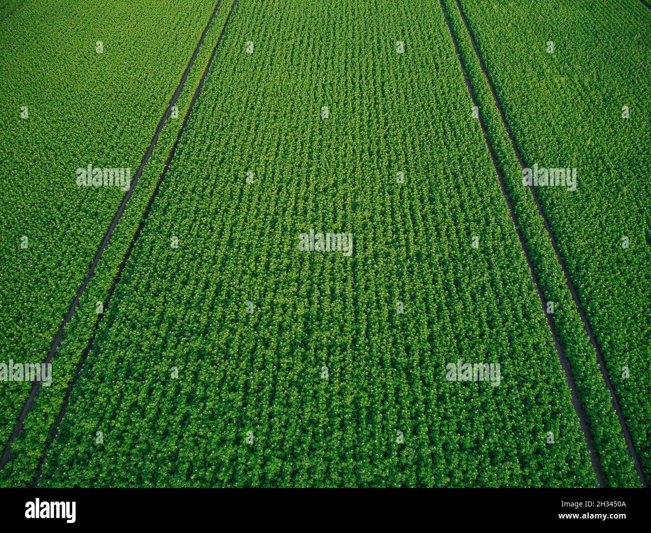 Vue aérienne de récolte de pommes de terre Banque D'Images