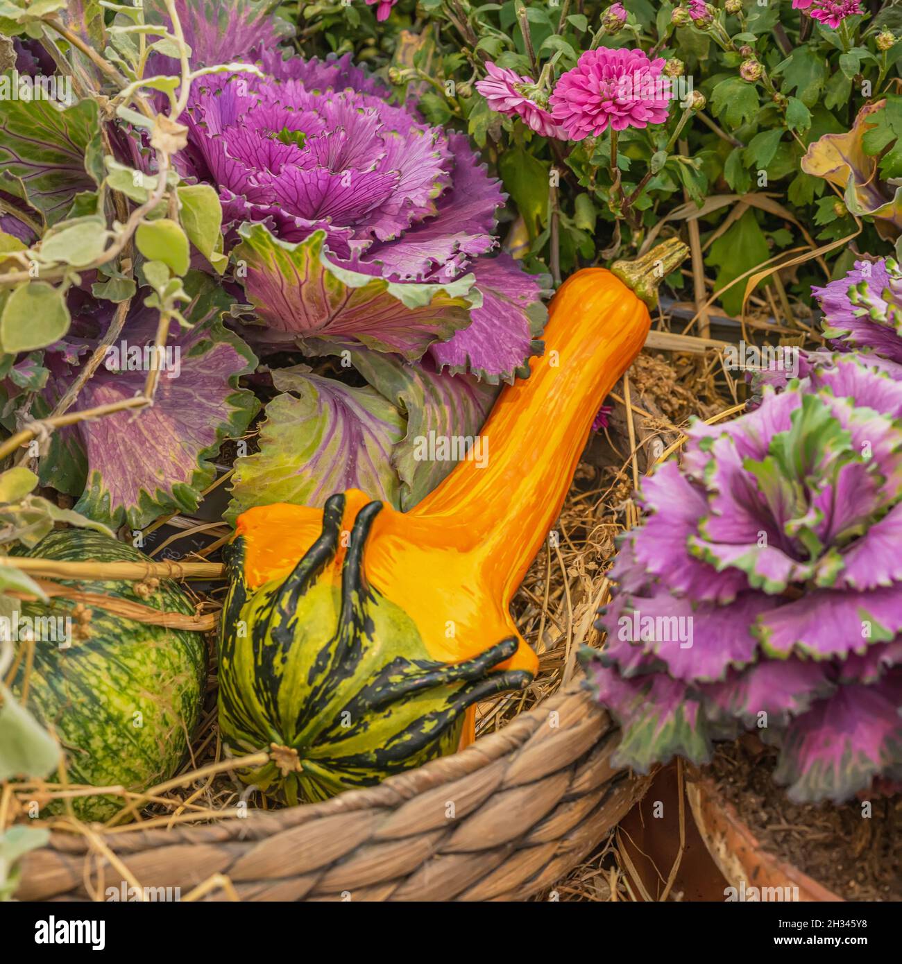 Vue rapprochée du Gourd ornemental, Cucurbita pepo, en panier au milieu du chou-fleur coloré.Carte colorée d'automne.Arrière-plan Banque D'Images