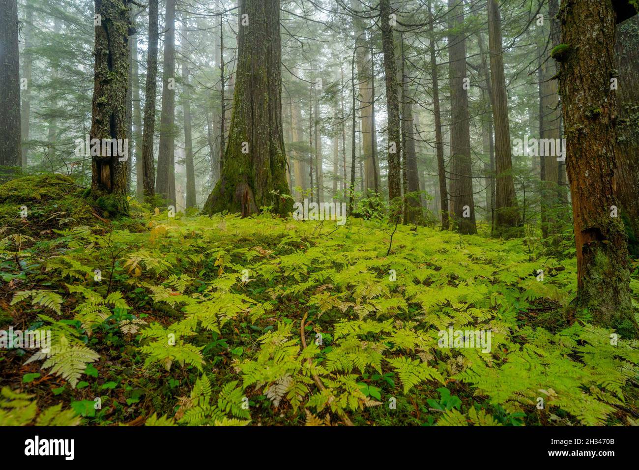 Ancienne forêt pluviale incontinentale près de la ville de Prince George, dans le nord de la Colombie-Britannique, Canada. Banque D'Images