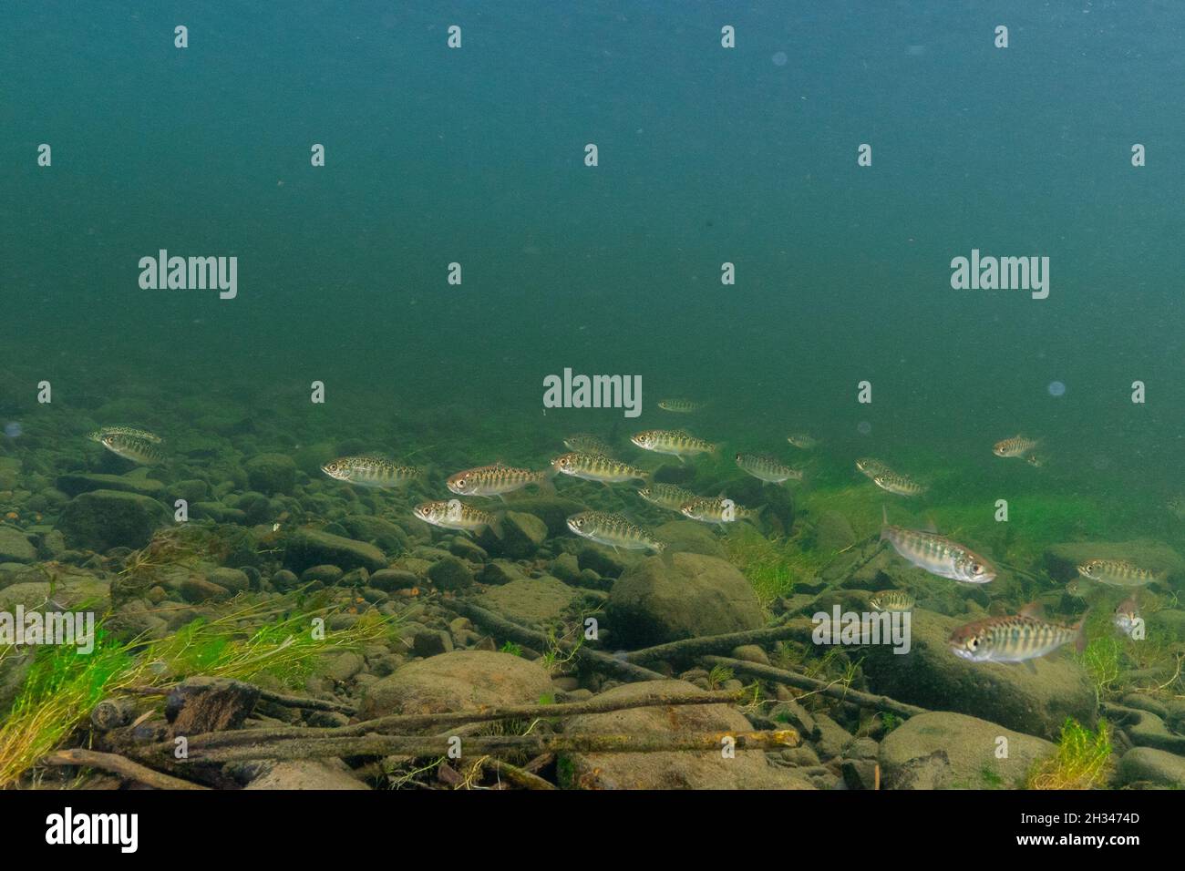 Une grande école de jeunes saumons quinnats dans un affluent du fleuve Fraser. Banque D'Images
