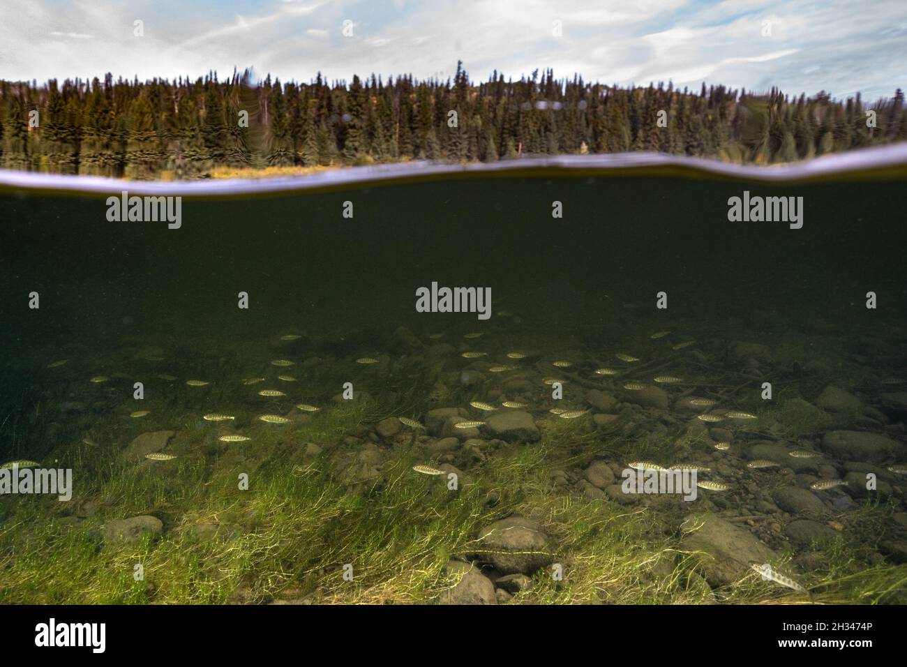 Coupe en deux d'une école de jeunes Chinook dans les eaux peu profondes de la rivière Nechako, dans la chaîne de montagnes Cariboo Chilcotin. Banque D'Images