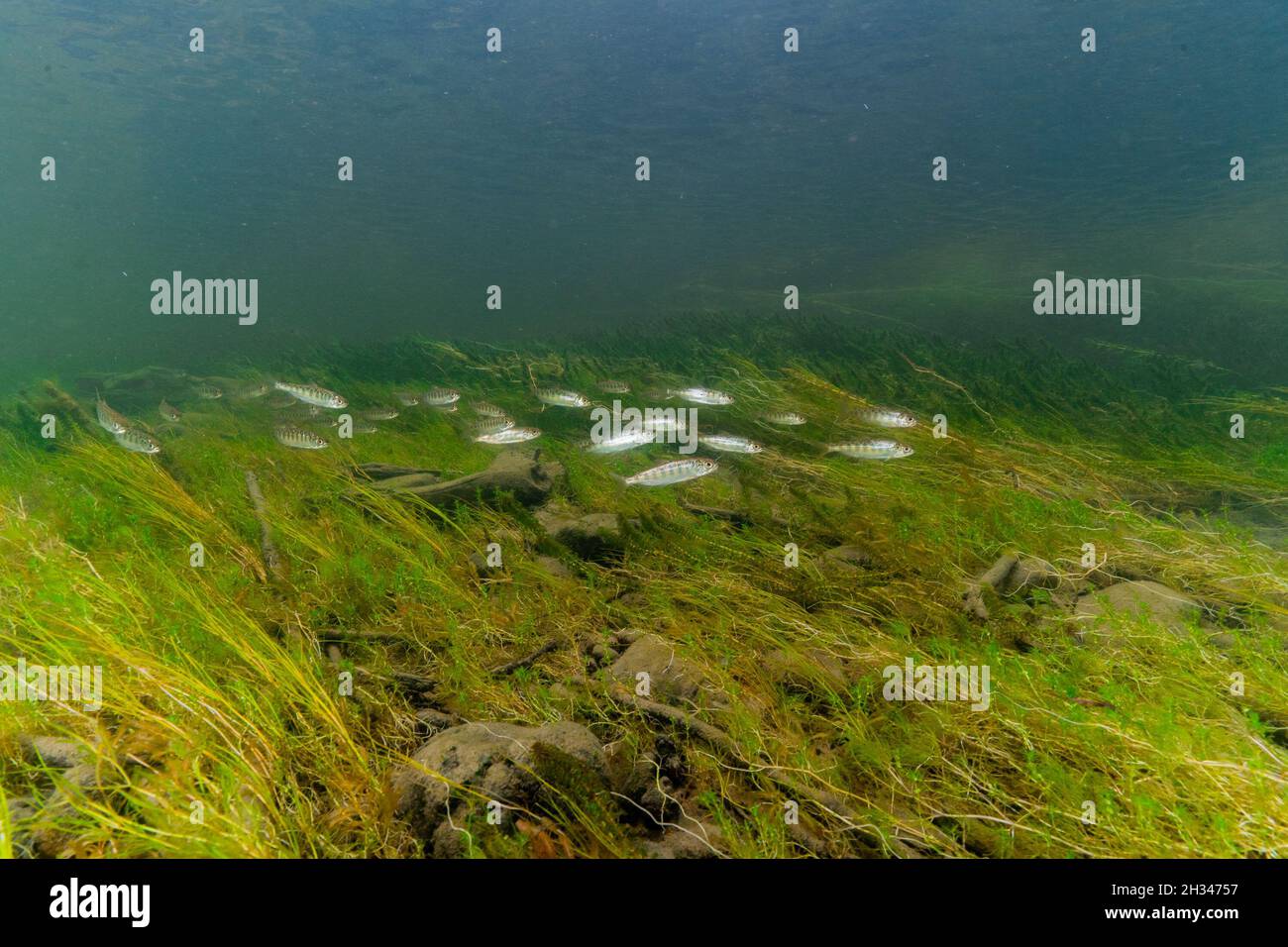 Saumoneaux de saumon chinook dans la rivière Nechako, un affluent du fleuve Fraser en Colombie-Britannique. Banque D'Images