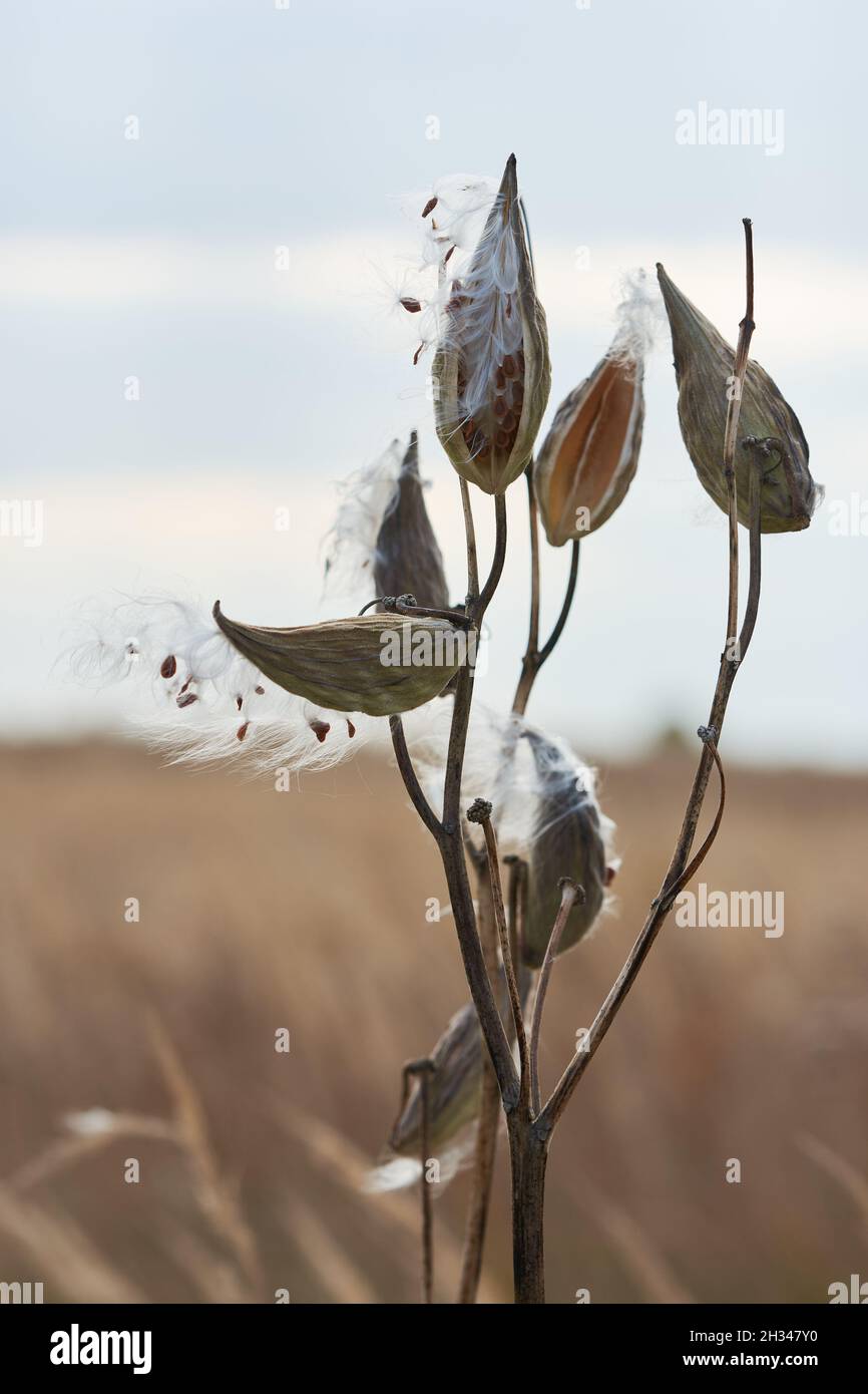 Asclepias syriaca connu sous le nom de milkweed commun ou fleur de papillon à maturité dans le champ Banque D'Images