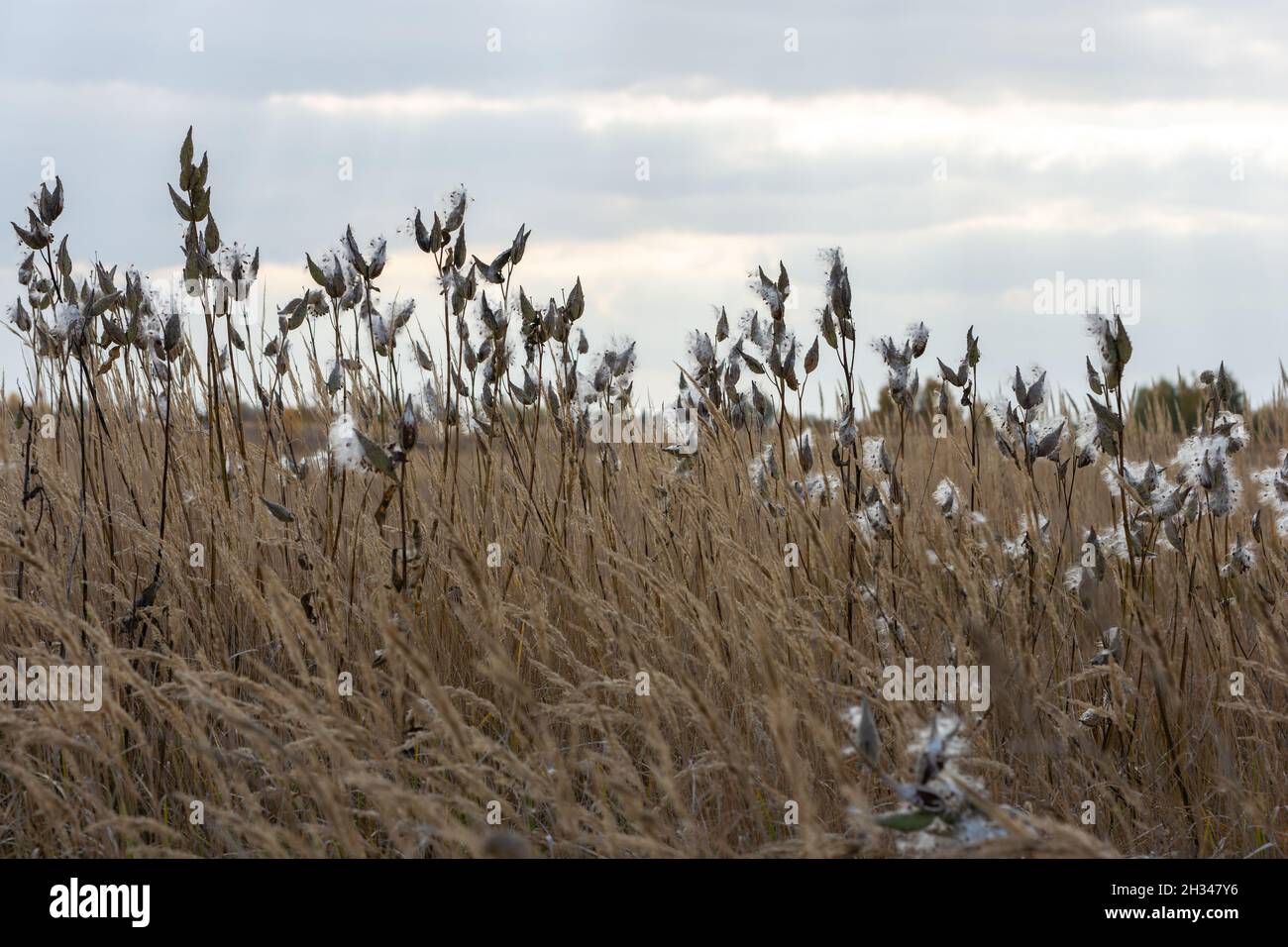 Asclepias syriaca connu sous le nom de milkweed commun ou fleur de papillon à maturité dans le champ Banque D'Images