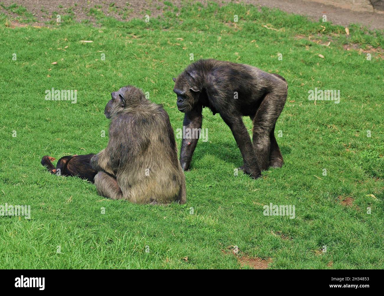 Chimpance (Pan troglodytes) dans le Bioparc de Valencia zoo, Communauté Valencienne, Espagne Banque D'Images