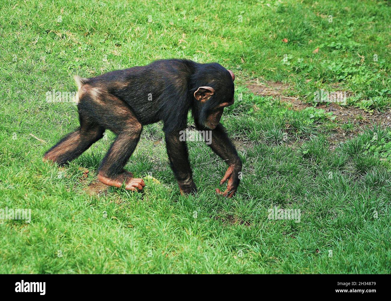 Chimpance (Pan troglodytes) dans le Bioparc de Valencia zoo, Communauté Valencienne, Espagne Banque D'Images