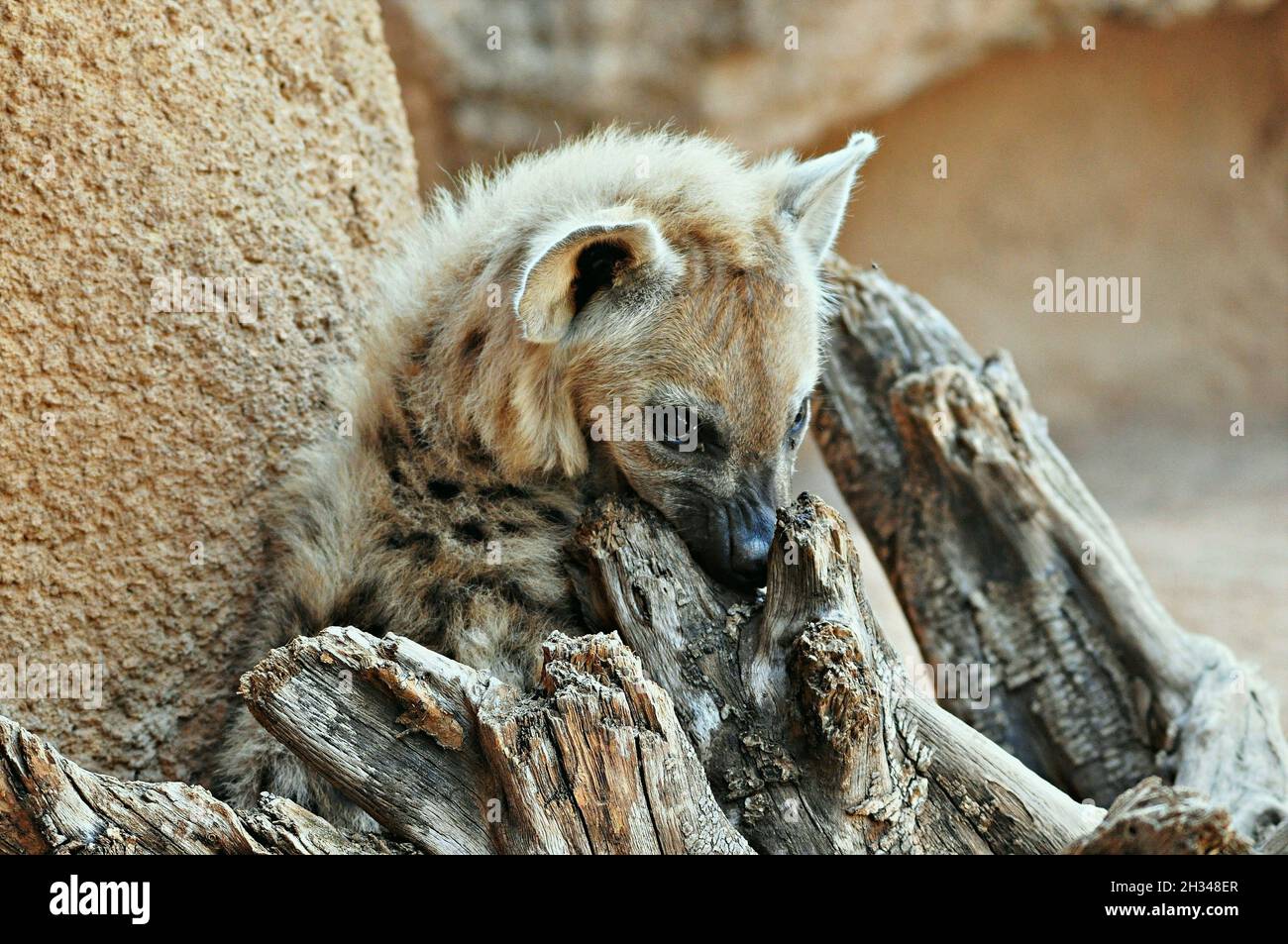 Hyena (Crocuta) dans le zoo Bioparc de Valencia, Communauté Valencienne, Espagne Banque D'Images