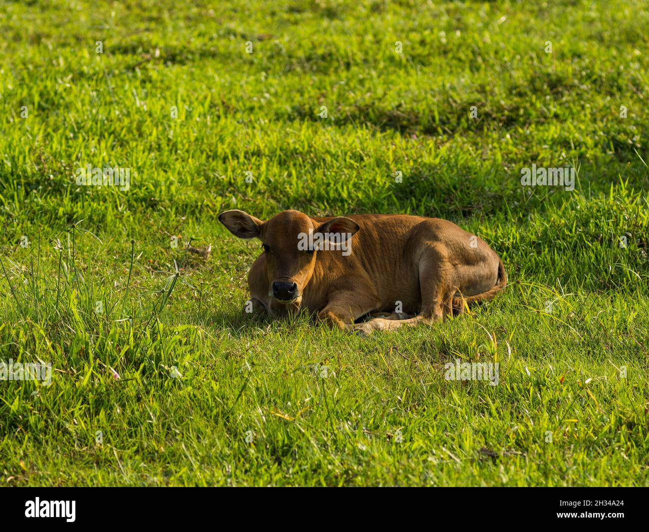 Vache Banque D'Images