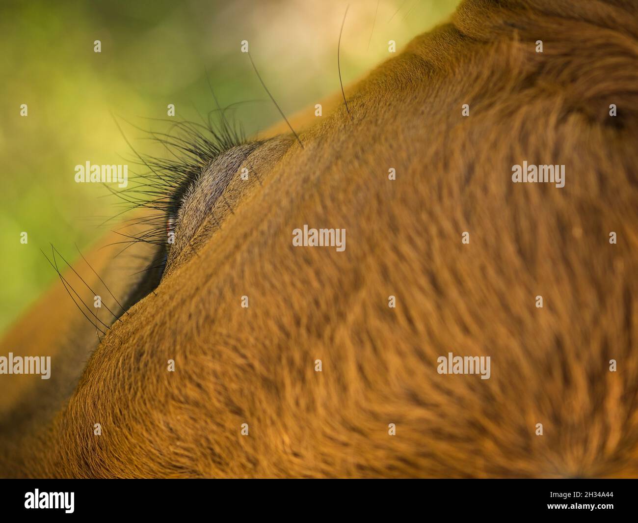 Vache Banque D'Images