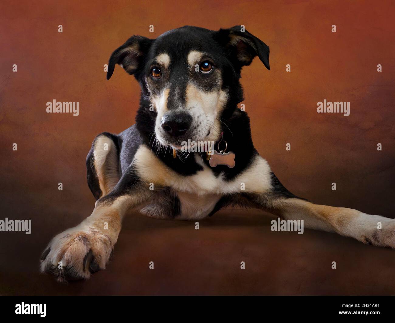 Portrait en studio d'un chien de race croisée noir et brun clair, Royaume-Uni Banque D'Images