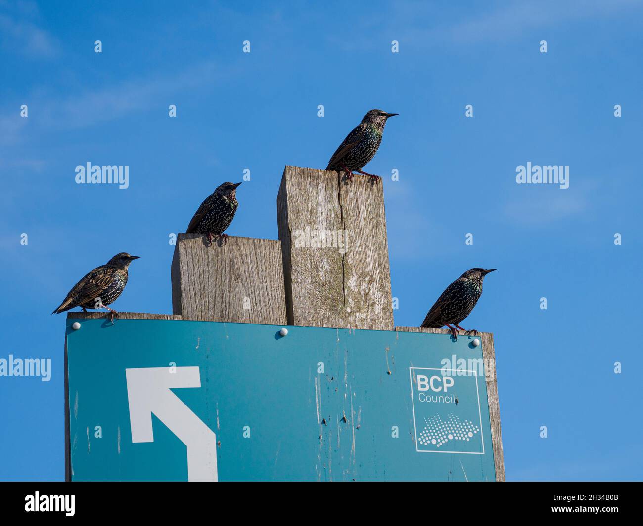 Sturnus vulgaris, Starlings perchés sur un panneau, Hengistbury Head, Dorset, Royaume-Uni, Banque D'Images