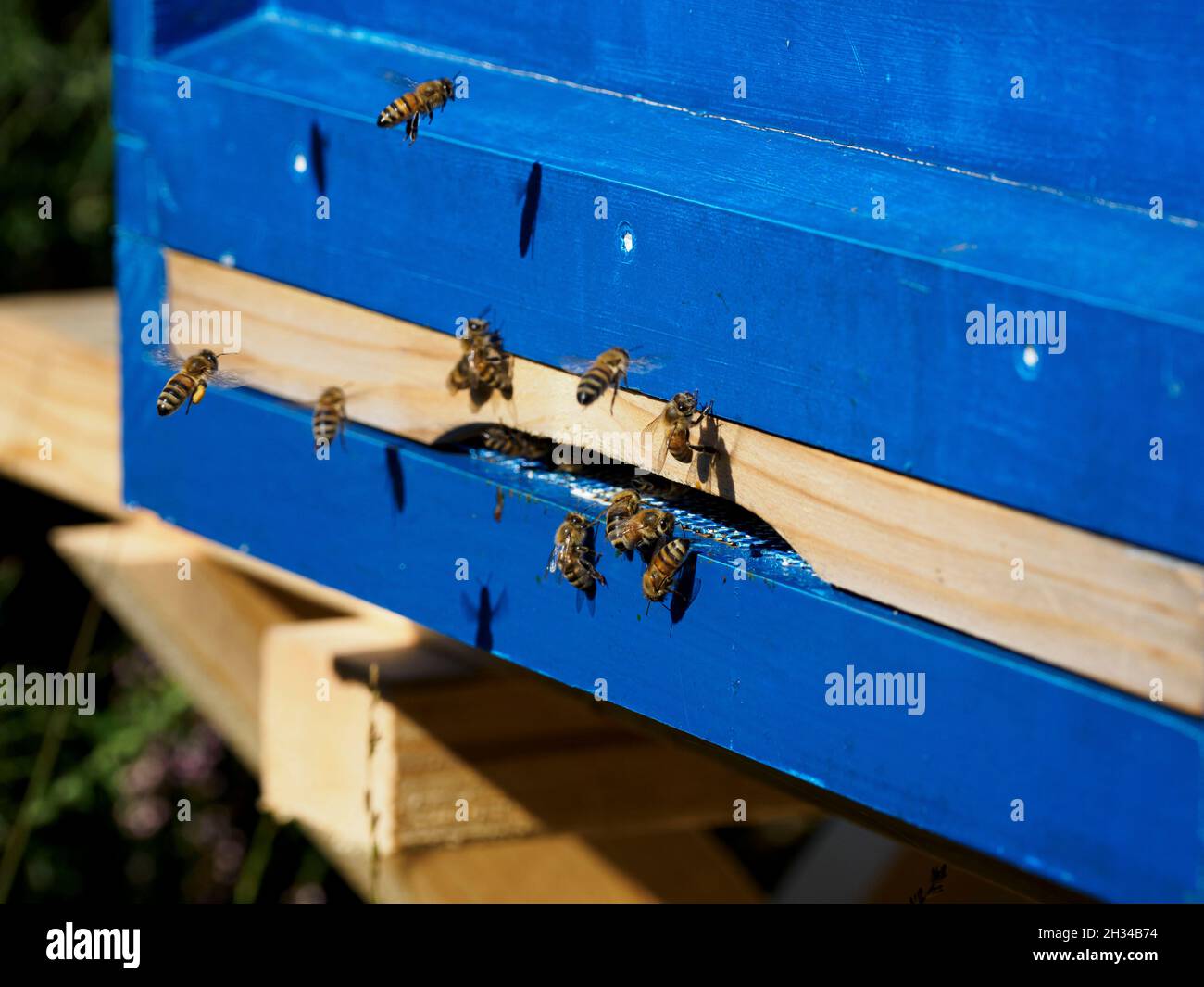 Abeilles volant dans la ruche, Dorset, Royaume-Uni Banque D'Images
