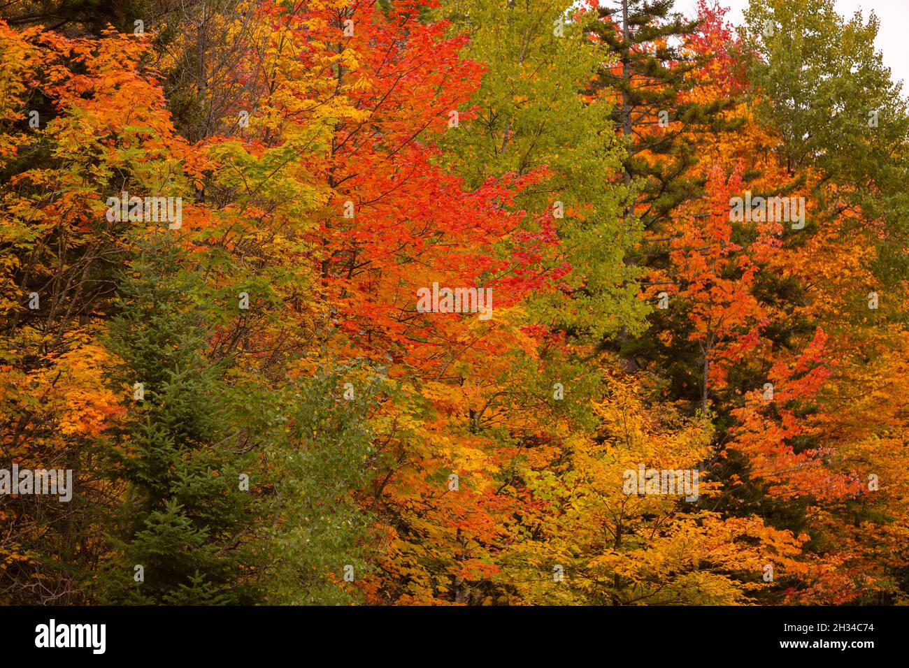 WARREN, VERMONT, États-Unis - feuillage d'automne, couleur d'automne dans Mad River Valley, Green Mountains. Banque D'Images