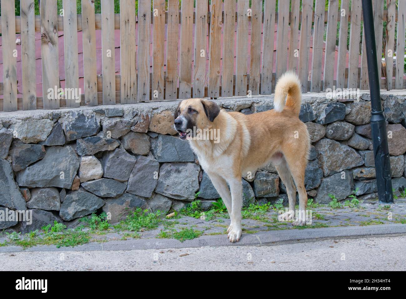 un énorme chien se tient près de la clôture Banque D'Images