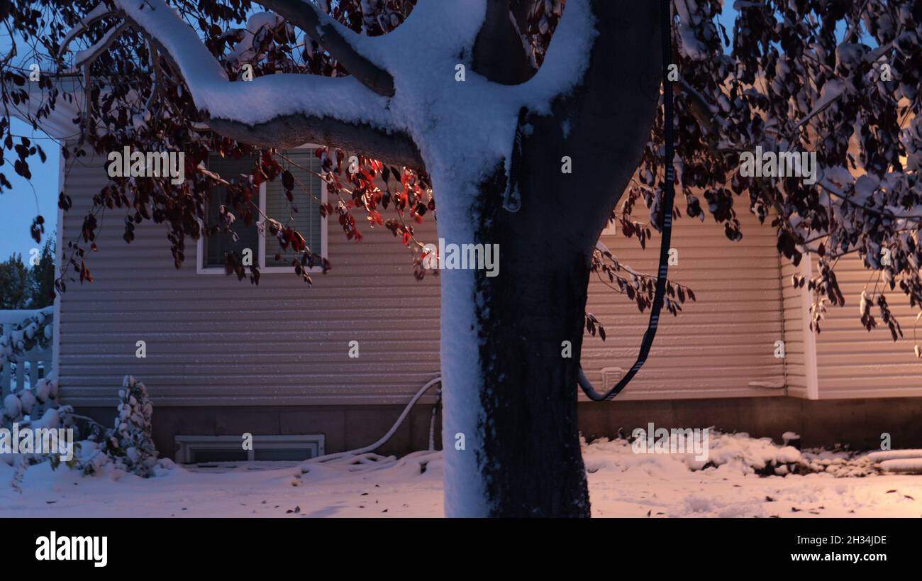 Arbre en hiver avec de la neige sur le tronc et les branches Banque D'Images