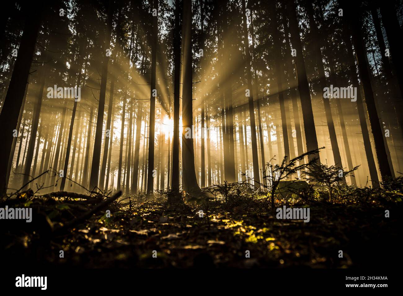 Dieu est ma nature, il est au sujet de la beauté sacrée de la nature. Banque D'Images
