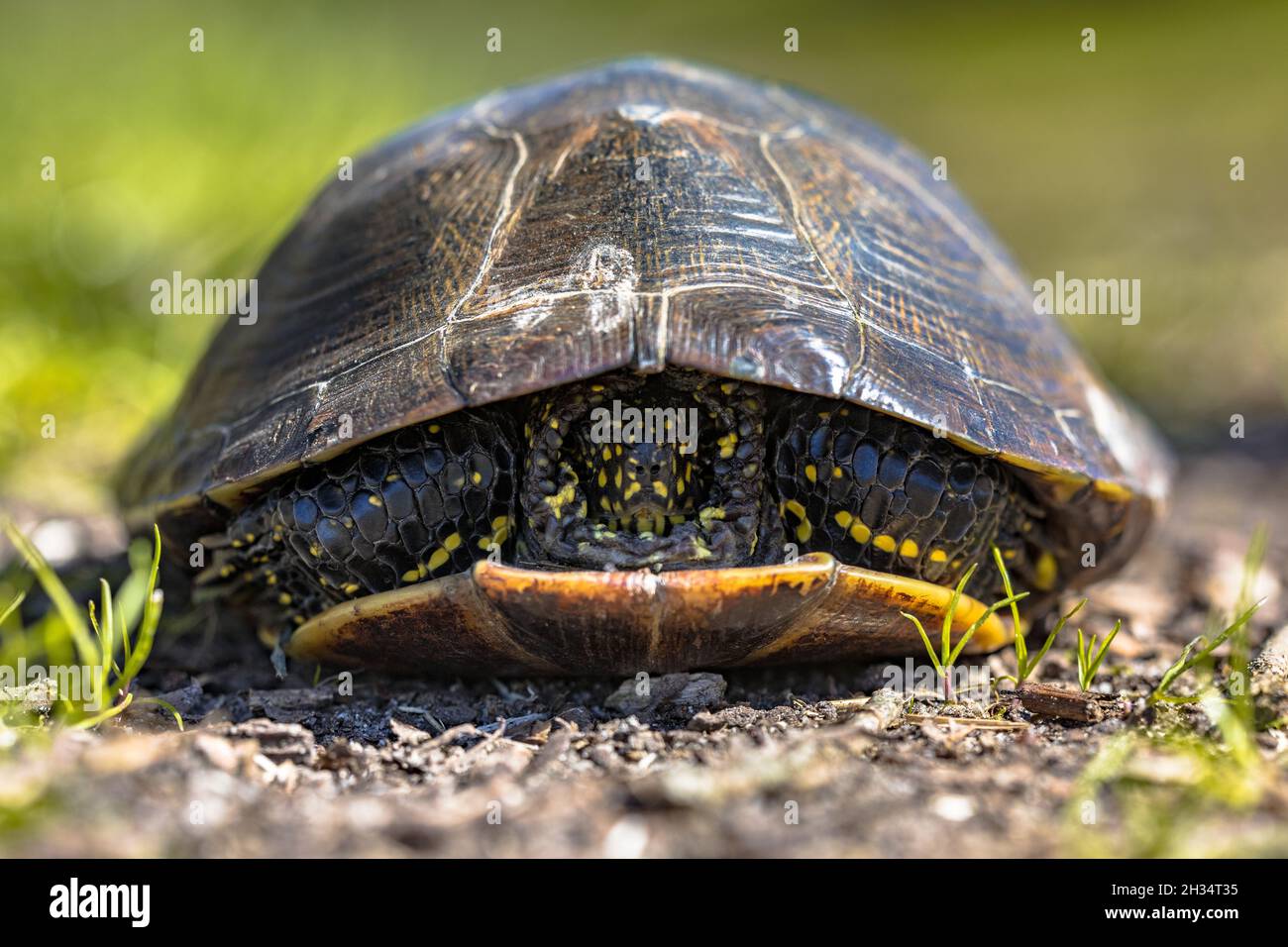 Tortue de bassin européenne (Emys orbicularis) se cachant en coquille à la Brenne France Banque D'Images