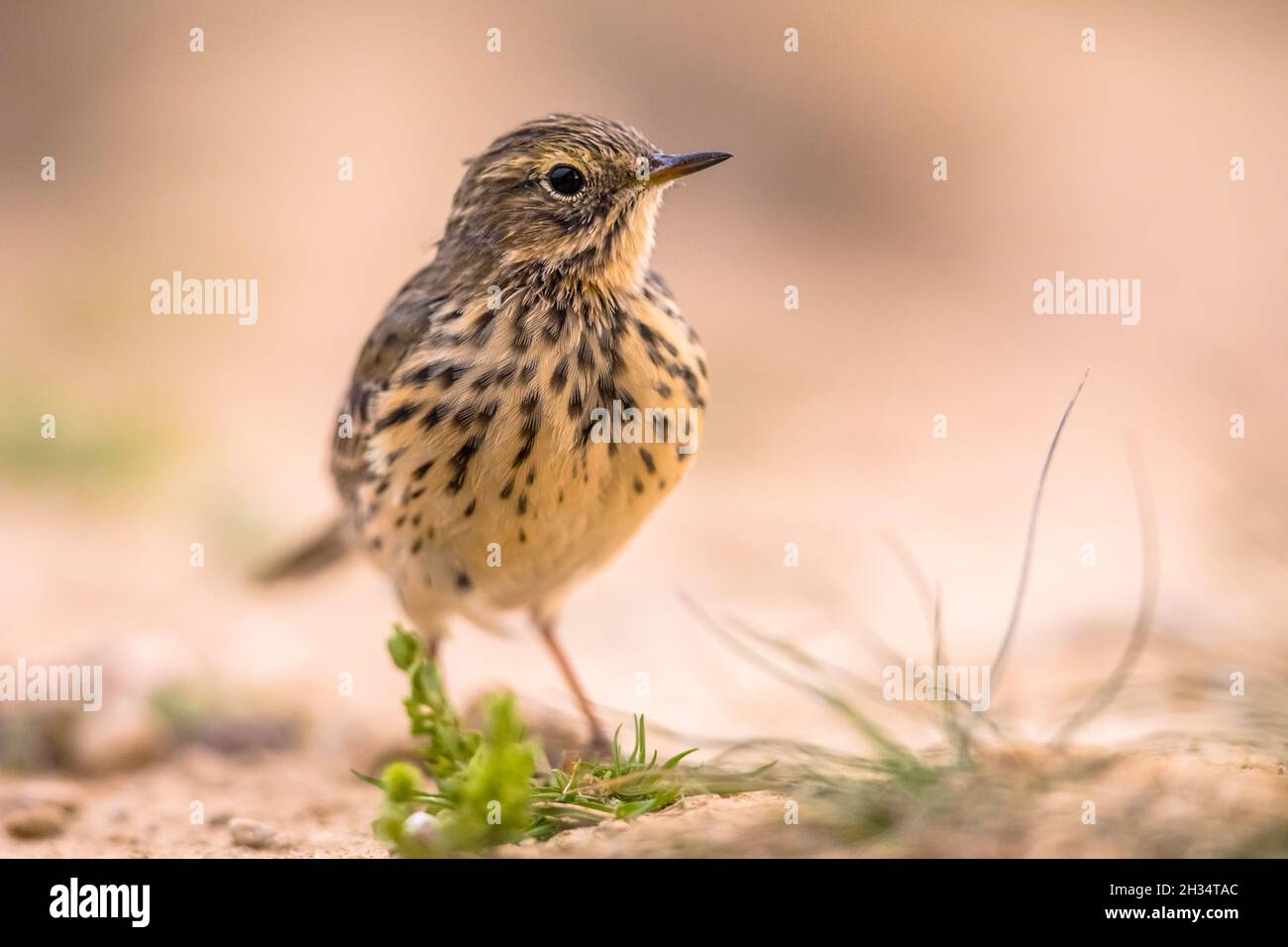 Le pipit de pré (Anthus pratensis) est un petit oiseau de sérine qui se reproduit dans une grande partie du nord-ouest de l'Eurasie, du sud-est du Groenland et de l'Islande à l'est du t Banque D'Images