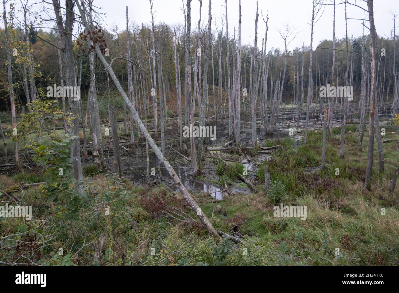 Podlasie, Pologne - 20 octobre 2020 : canards flottants dans le lac Banque D'Images