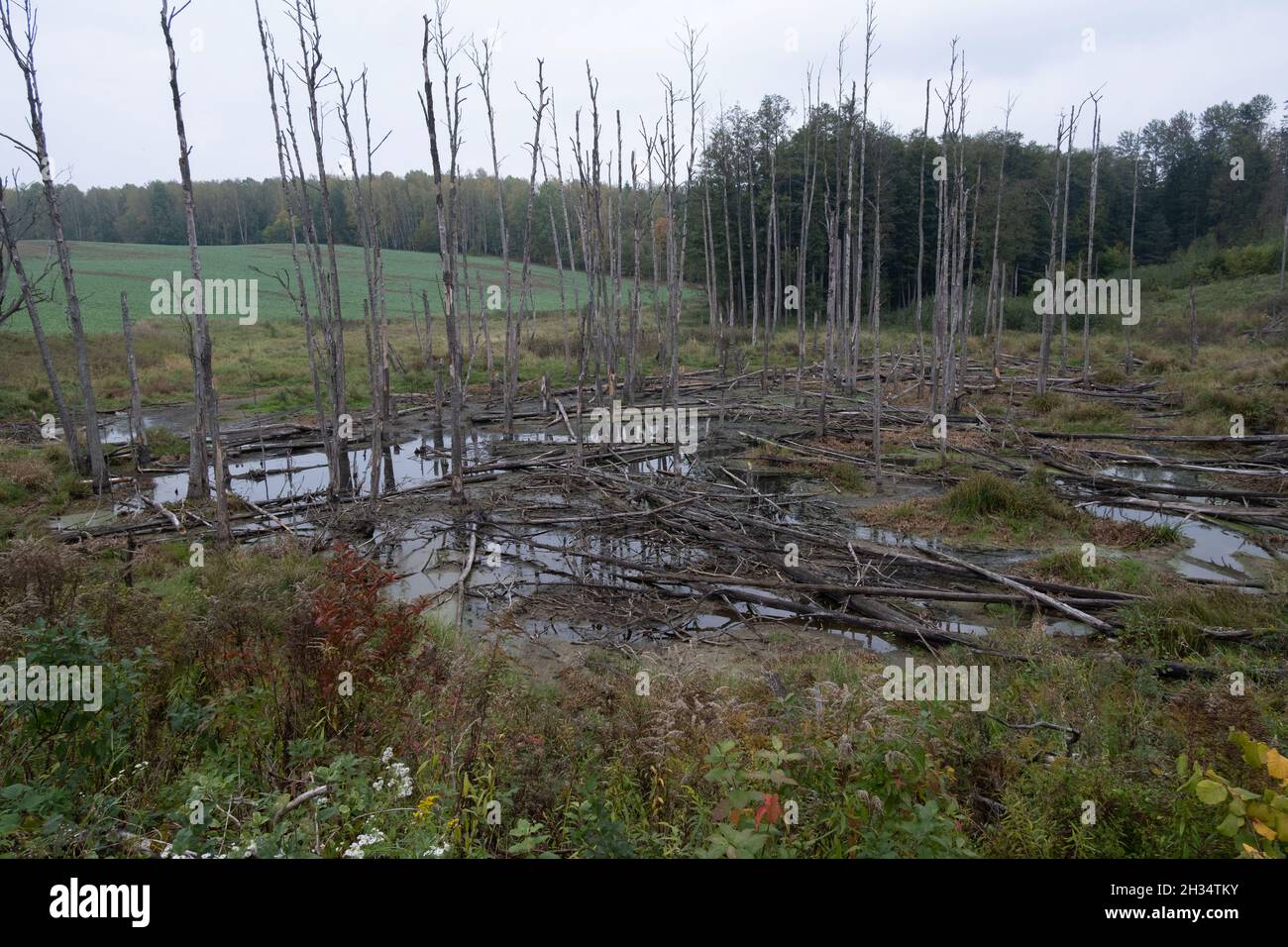 Podlasie, Pologne - 20 octobre 2020 : canards flottants dans le lac Banque D'Images