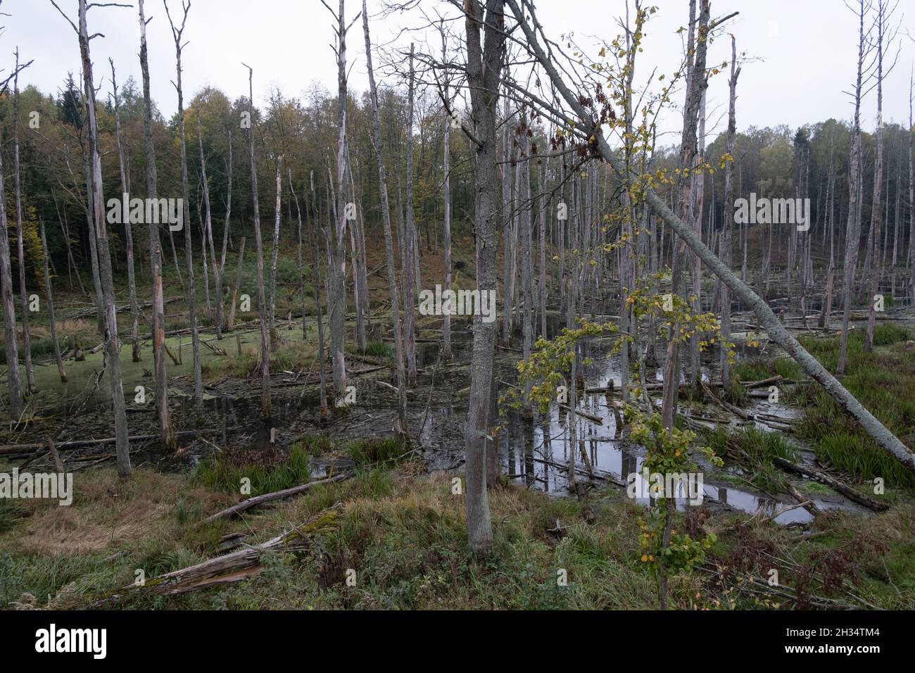Podlasie, Pologne - 20 octobre 2020 : canards flottants dans le lac Banque D'Images