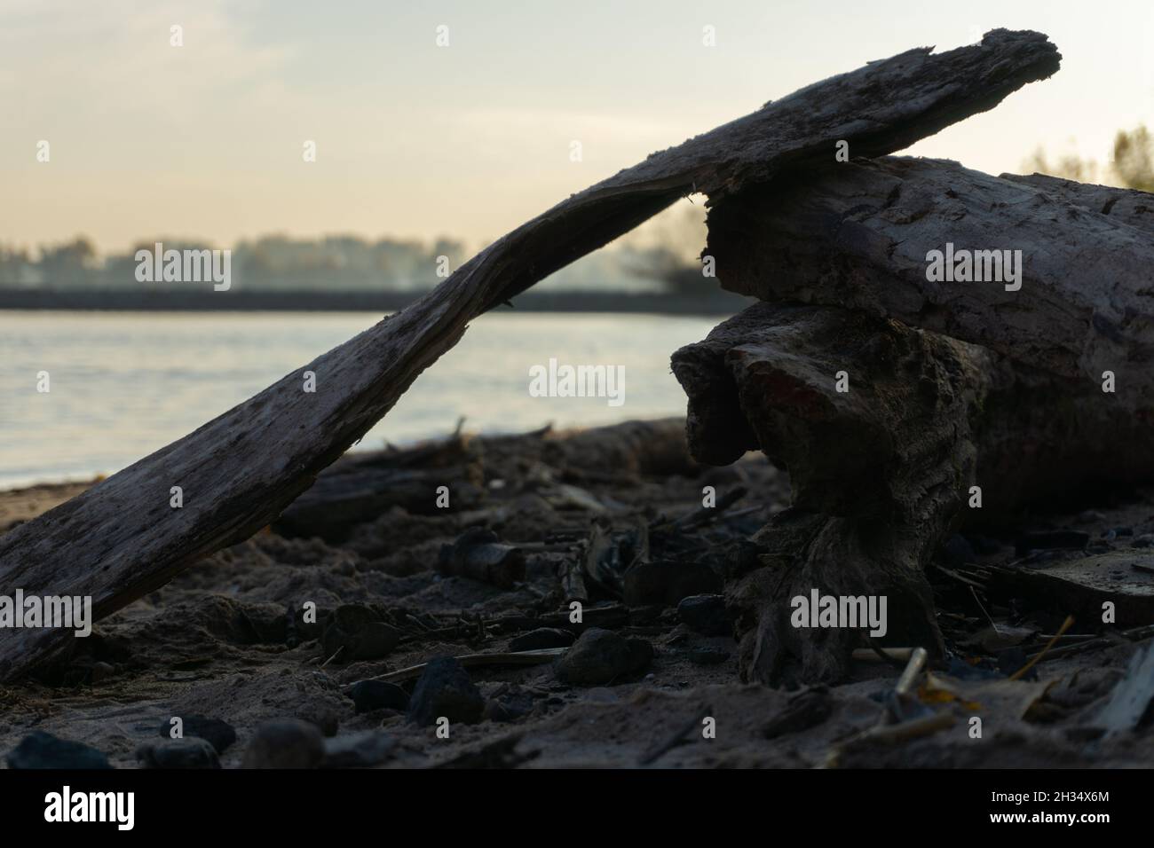 Tronc d'arbre sur une plage rocheuse du Rhin Banque D'Images