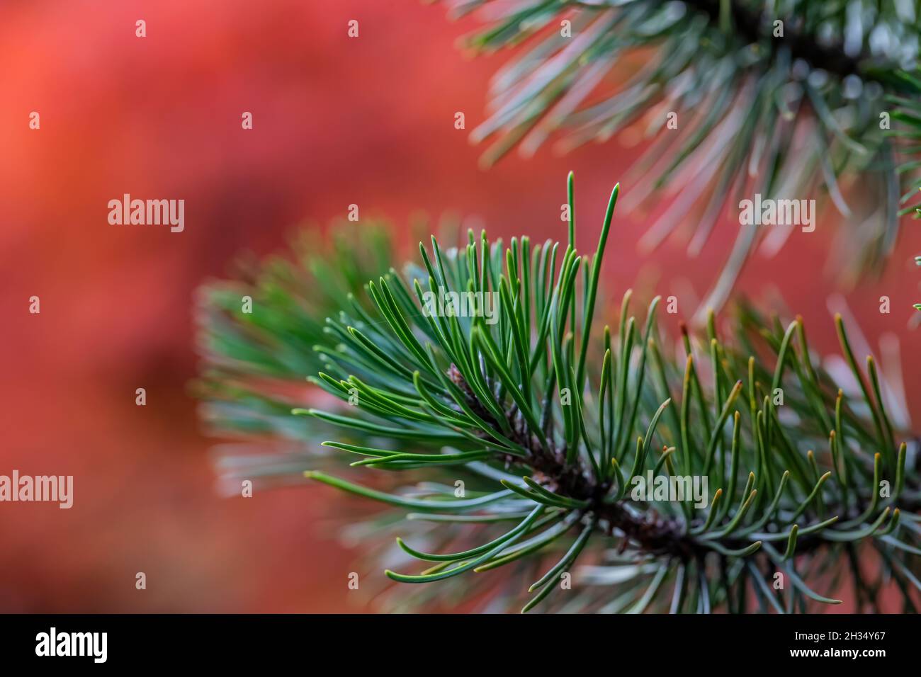 Aiguilles de pin dans le jardin japonais de Seattle, avec l'automne des pommes japonaises prêtant la couleur lointaine, Seattle, Washington State, États-Unis Banque D'Images