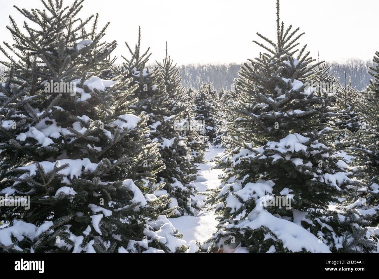 Arbres enneigés à la ferme des arbres de Noël. Banque D'Images