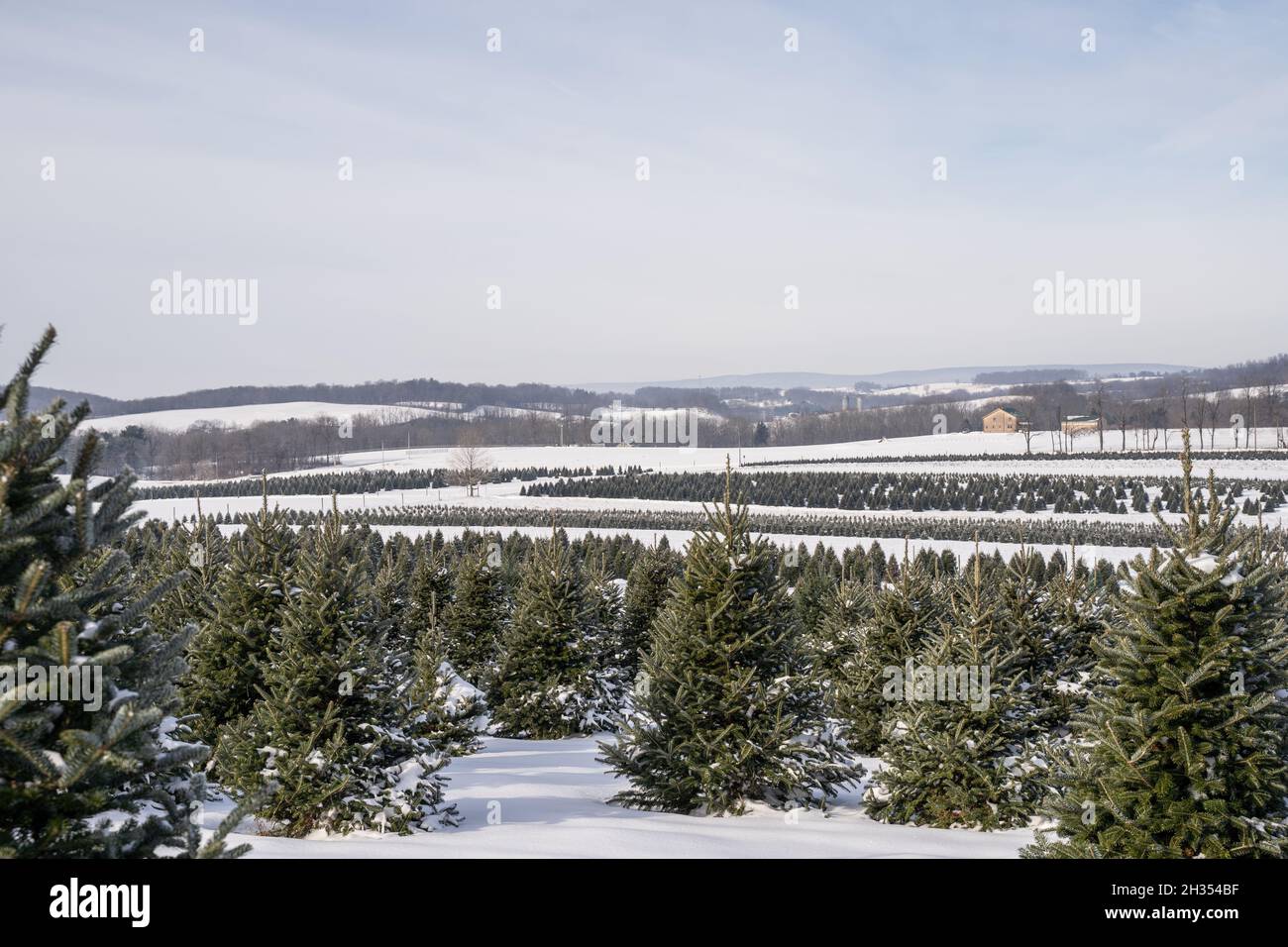 Arbres de Noël enneigés à Tree Farm Banque D'Images