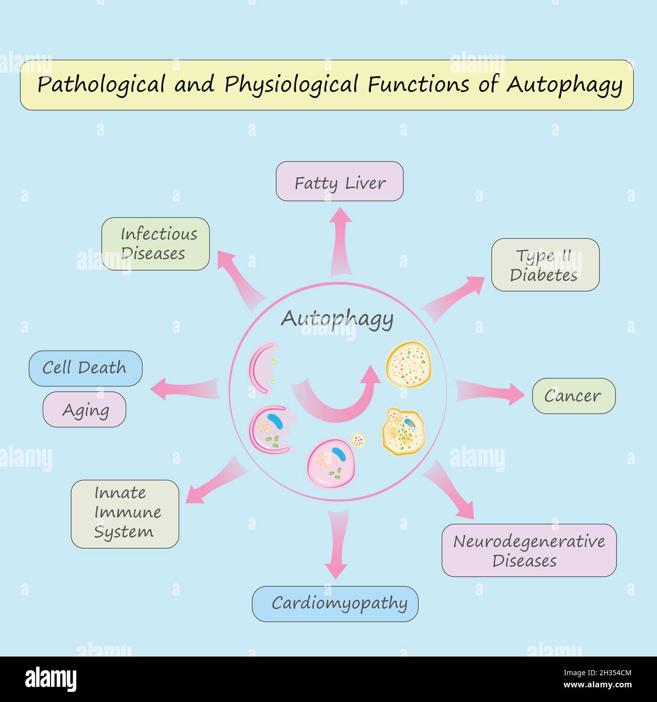 Fonctions pathologiques et physiologiques de l'autophagie illustration colorée Banque D'Images