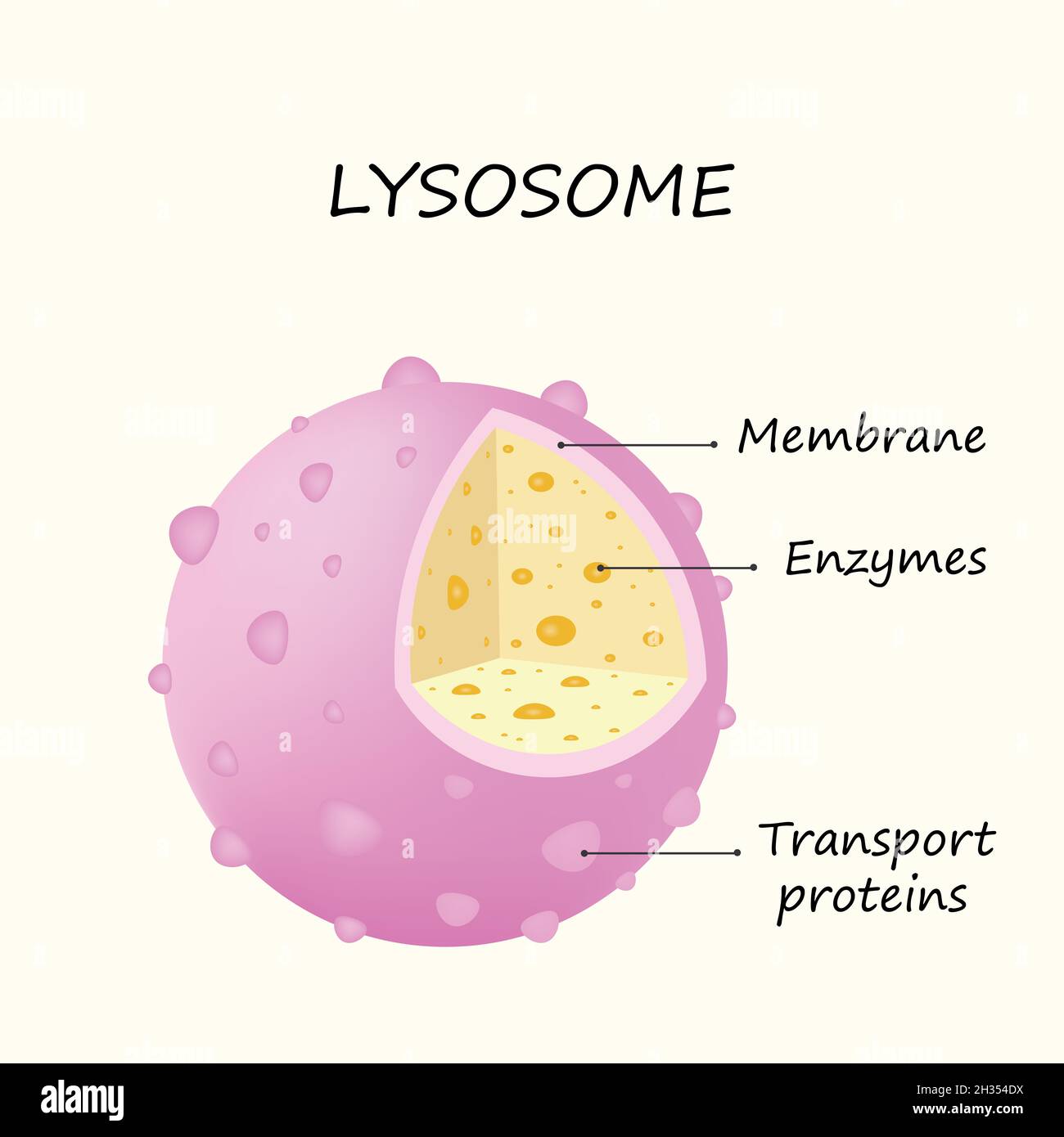 Anatomie du lysosome enzymes hydrolytiques, protéines membranaires et