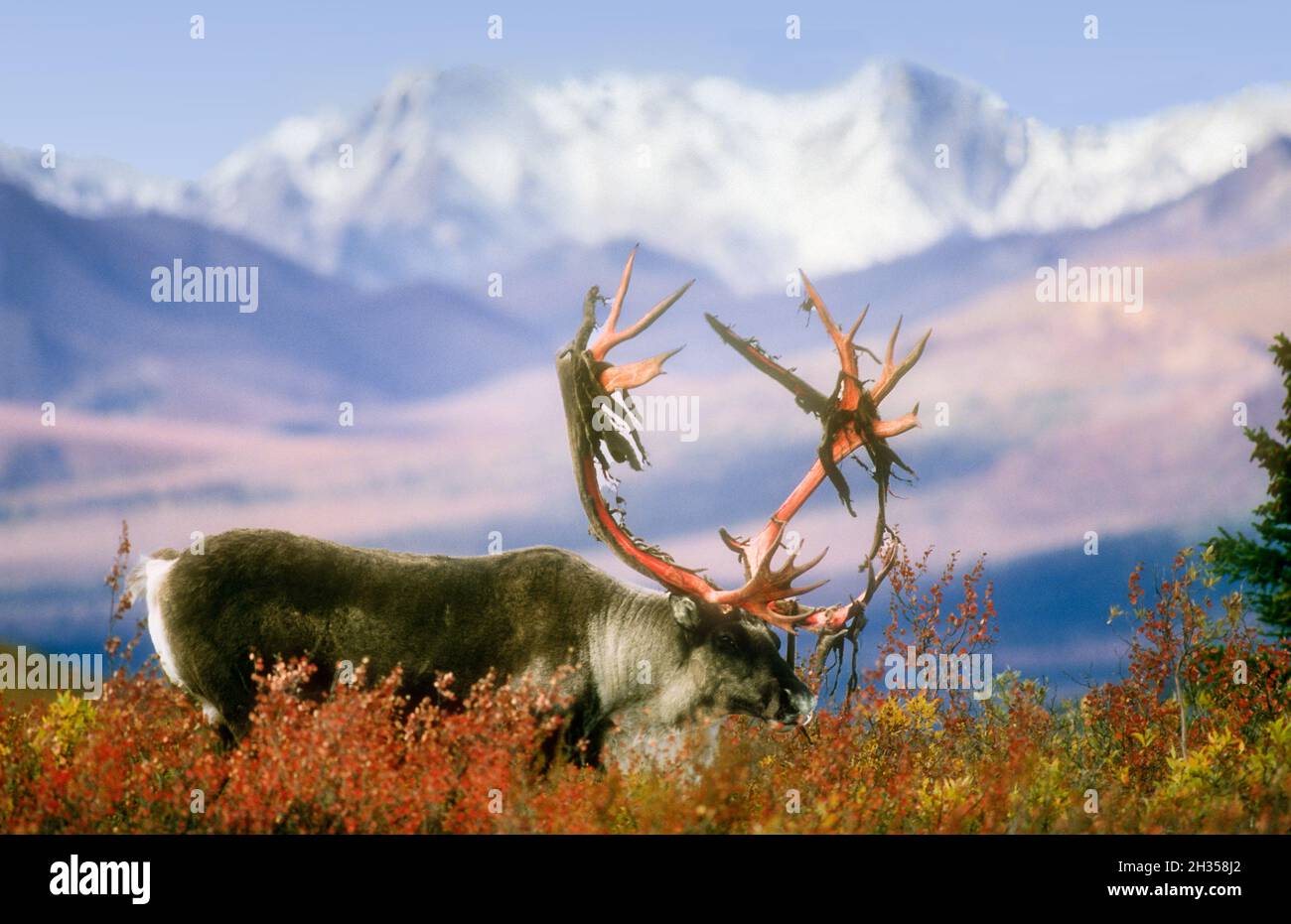 Amérique du Nord; États-Unis; Alaska; Jade Mountains; parc national de la vallée de Kobuk; faune; mammifères; Caribou; Rangifer tarandus; Automne ; Bull, Banque D'Images