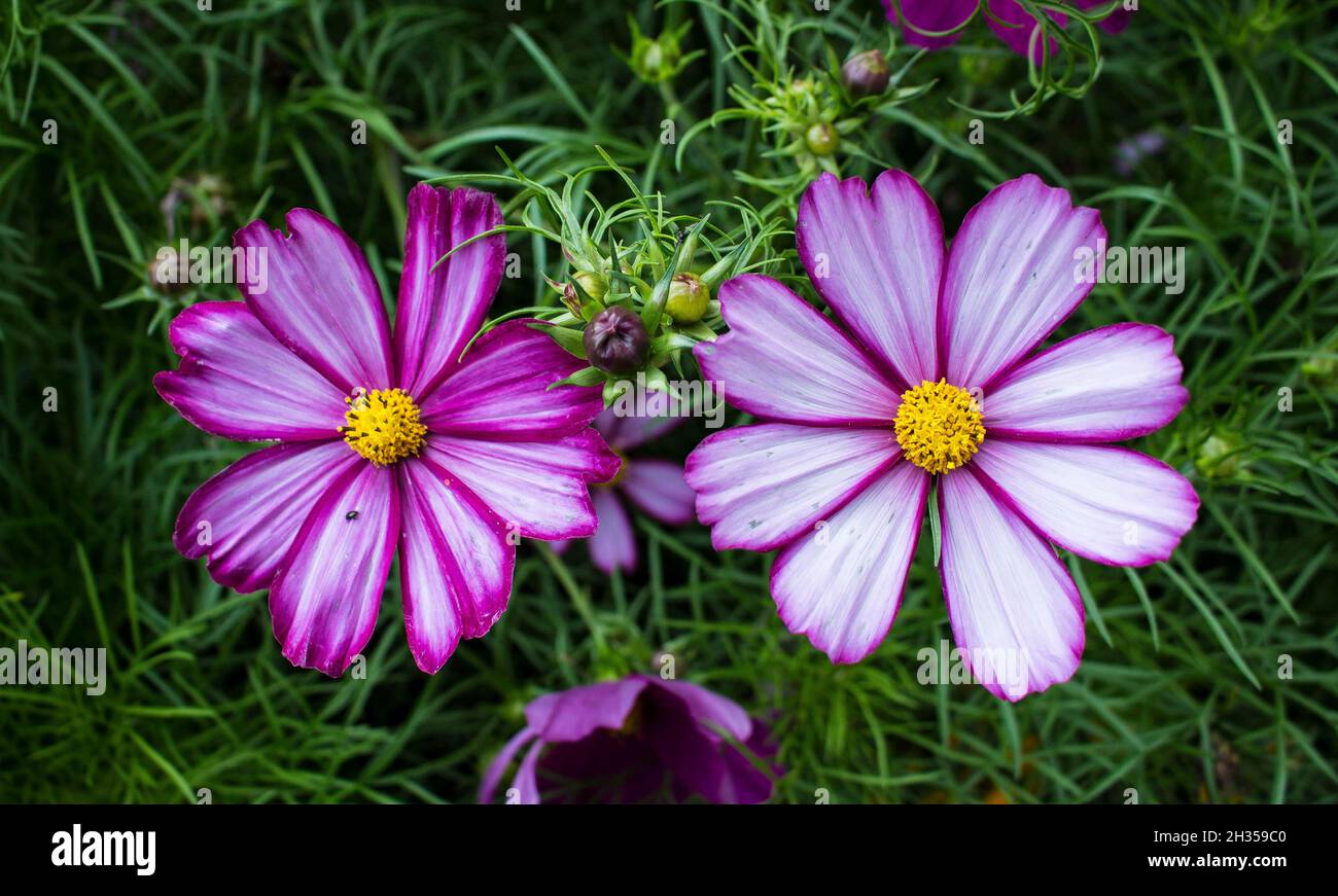 Gros plan des fleurs de Cosmos au Felbrigg Hall Banque D'Images