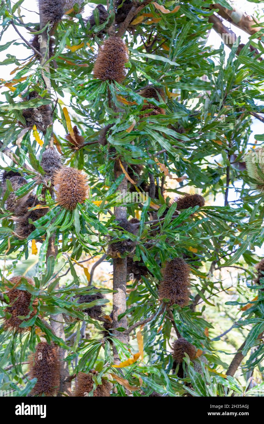 Arbre de banksia australien natif Proteaceae graines brunes un jour de printemps, Sydney Northern Beaches, Nouvelle-Galles du Sud, Australie Banque D'Images