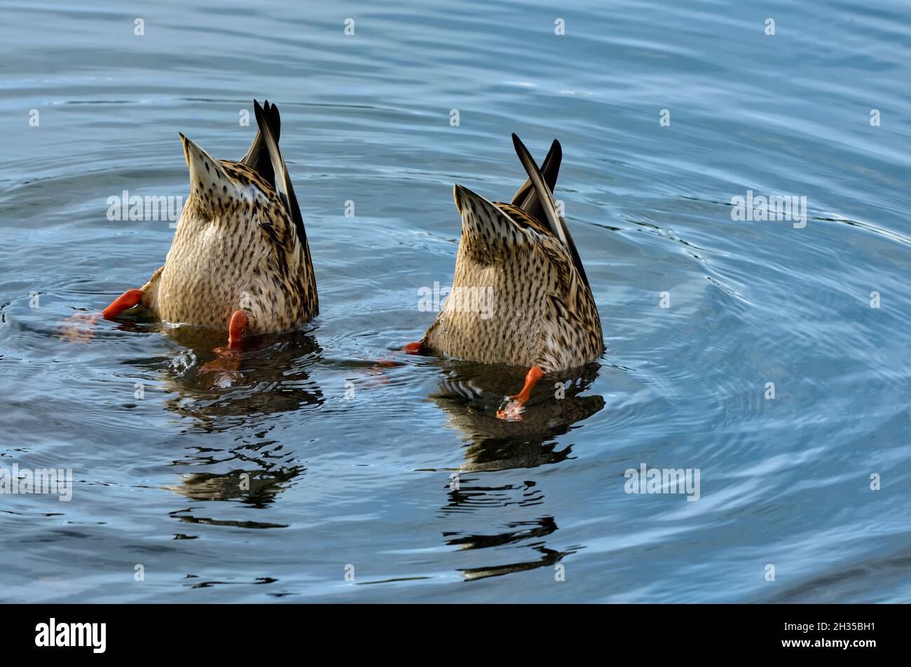 Deux canards colverts femelles se nourrissant dans les eaux peu profondes de l'étang du castor dans les régions rurales de l'Alberta au Canada. Banque D'Images